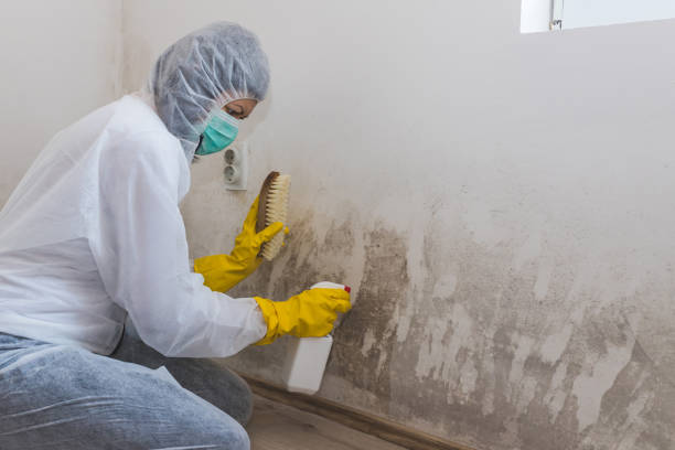 Best White Mold Remediation in Leland, NC