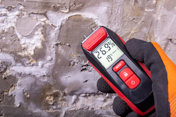 Best Black Mold Remediation in Leland, NC