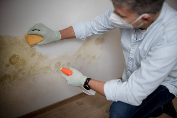 Best Commercial Mold Remediation in Leland, NC
