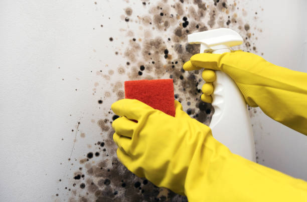 Best Bathroom Mold Remediation in Leland, NC