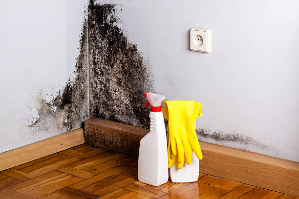Professional Mold Remediation in Leland, NC